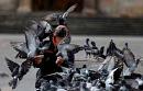 Toronto City Council passes ban on feeding pigeons